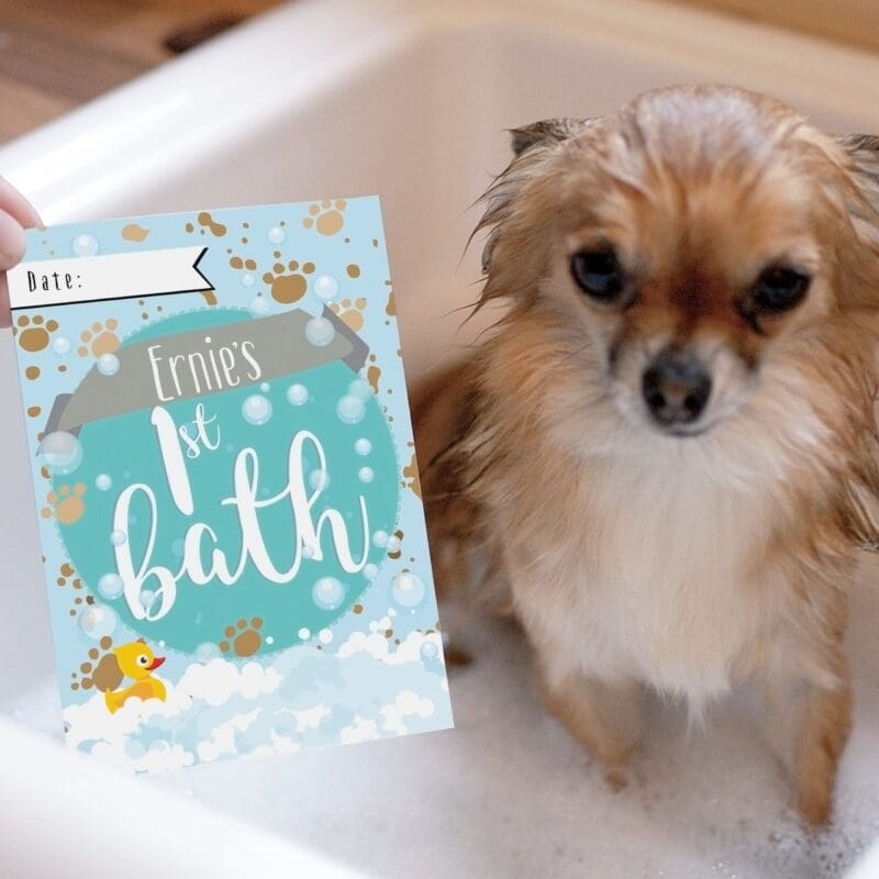 Personalised Puppy Cards: For Milestone Moments