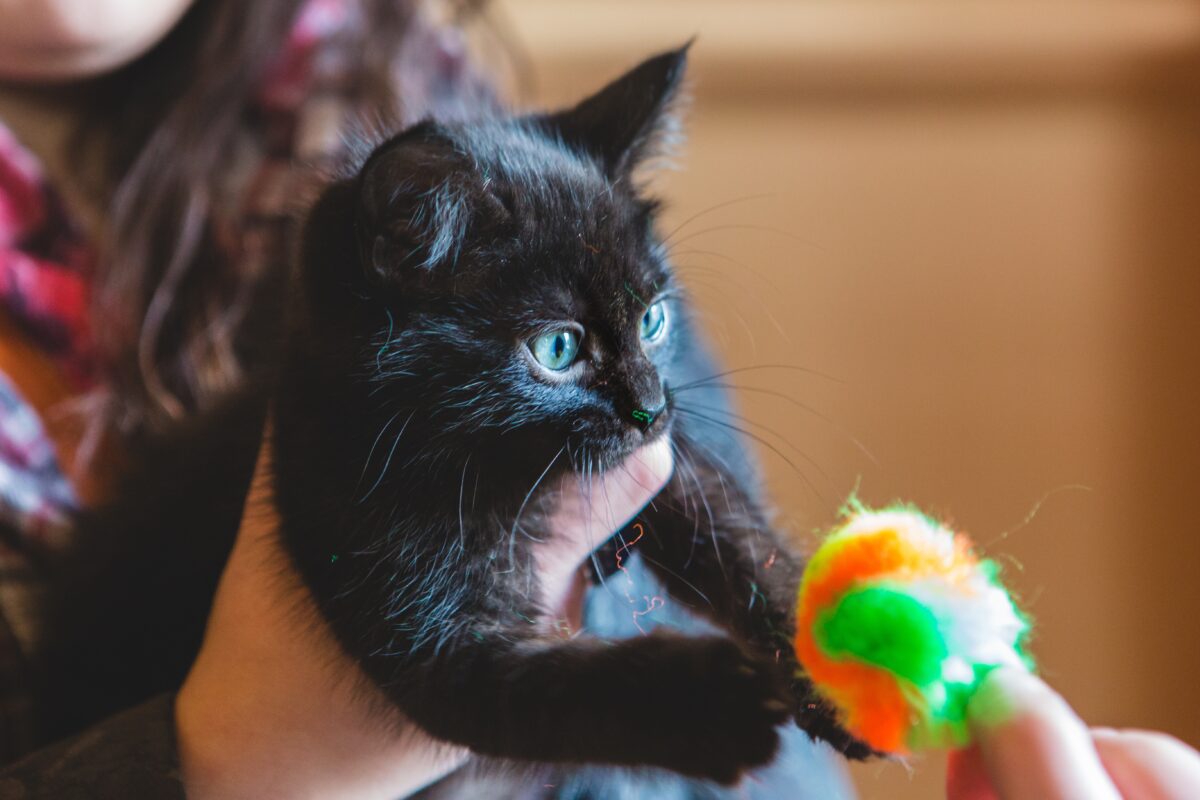 black kitten 2023 11 27 05 34 27 utc