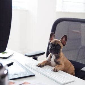 humorous shot of french bulldog puppy sitting in c 2023 11 27 05 08 15 utc