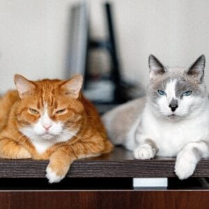 two cats are on the desktop 2023 11 27 05 07 46 utc