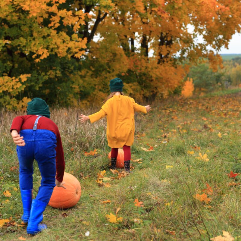 children roll pumpkins on the background of the au 2023 11 27 05 34 44 utc