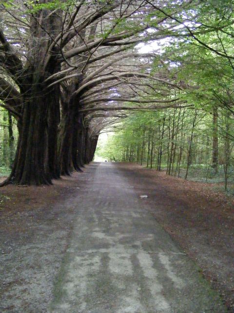Woodland path Coole Demesne Townland geograph.org .uk 1316119