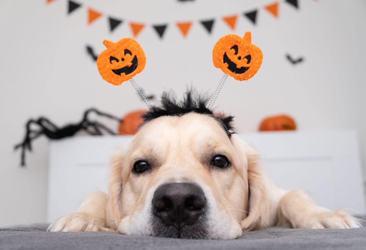 halloween dog golden retriever in a halloween roo 2023 11 27 05 34 29 utc
