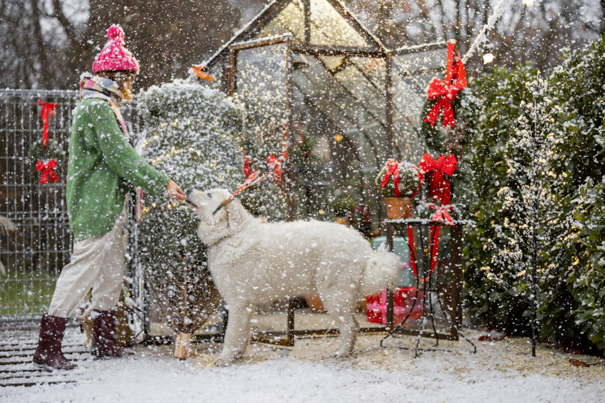 woman plays with her dog during winter holidays at 2024 09 05 21 49 59 utc