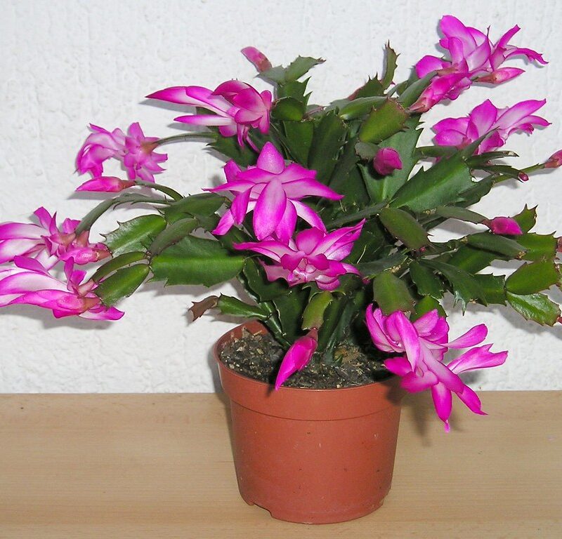 Creating a Cozy Winter Garden Room: Your Ultimate DIY Guide 22 Schlumbergera