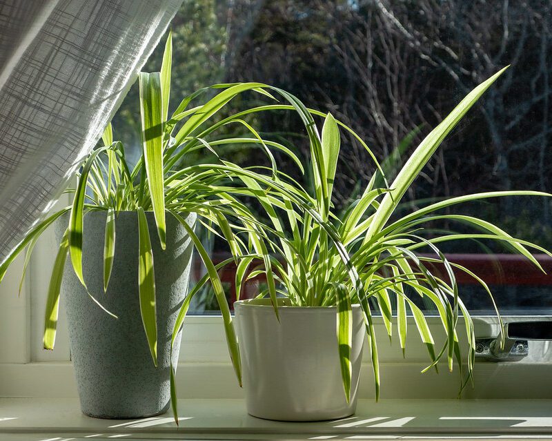 Creating a Cozy Winter Garden Room: Your Ultimate DIY Guide 25 Chlorophytum comosum