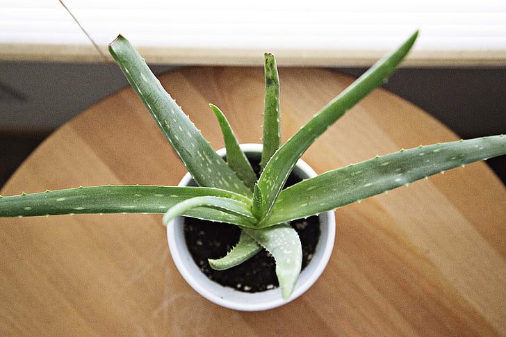 Creating a Cozy Winter Garden Room: Your Ultimate DIY Guide 26 Aloe Vera