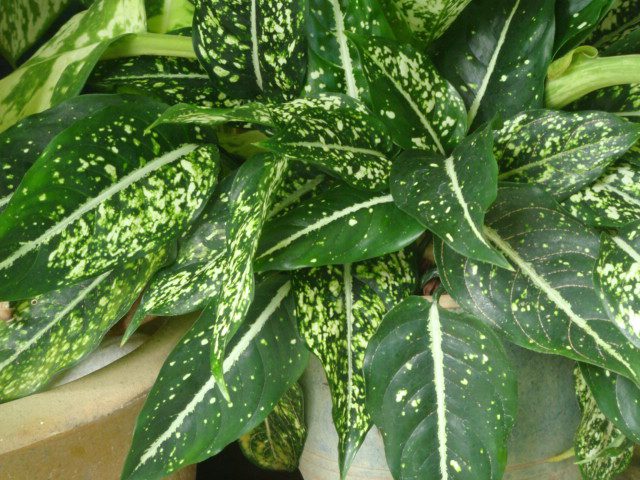 Creating a Cozy Winter Garden Room: Your Ultimate DIY Guide 29 Chinese Evergreen (Aglaonema)