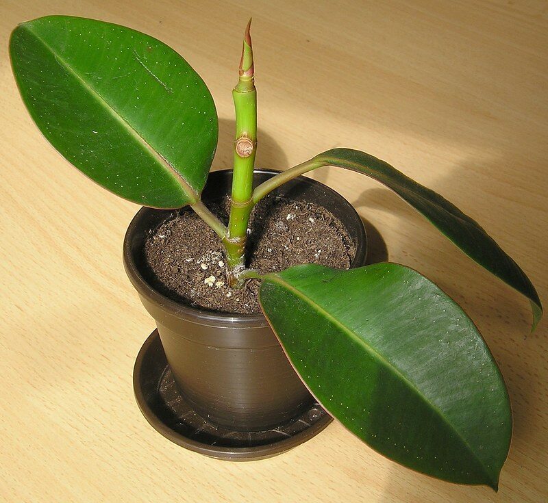 Creating a Cozy Winter Garden Room: Your Ultimate DIY Guide 27 Ficus elastica