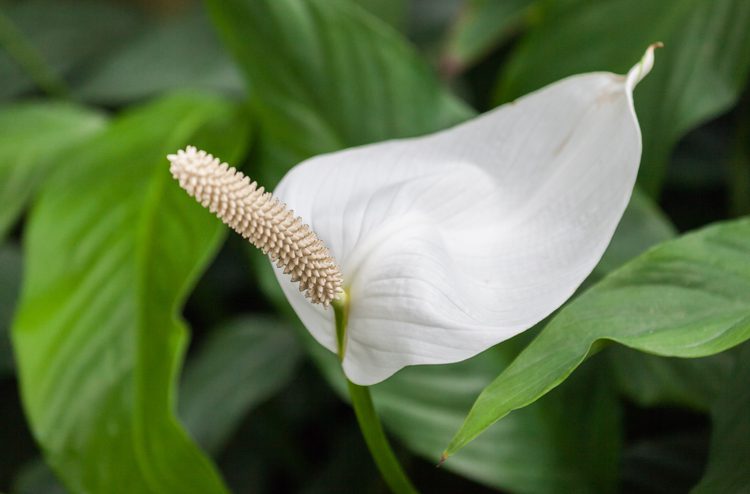 Creating a Cozy Winter Garden Room: Your Ultimate DIY Guide 24 Peace Lily