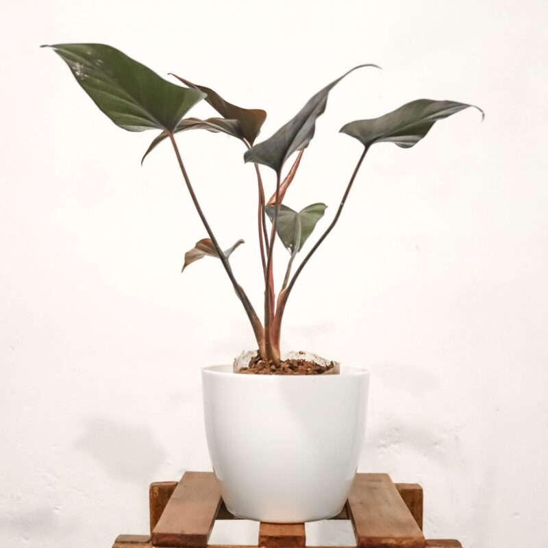 Creating a Cozy Winter Garden Room: Your Ultimate DIY Guide 28 Philodendron