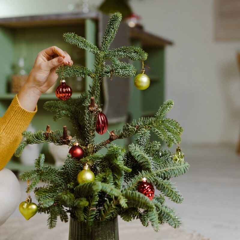 a young girl collects christmas decor from fir bra 2023 11 27 05 02 55 utc 1