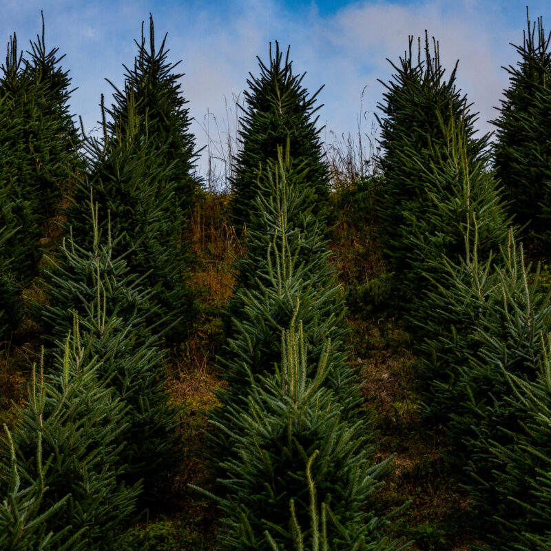 Christmas Tree Farm