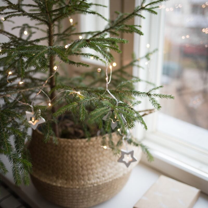 girl hangs deer toy on live christmas tree at home 2023 11 27 05 07 25 utc