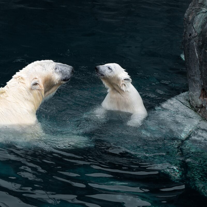 Journey to the North Pole: A Magical Experience Like No Other 2 mother and child polar bears are in the water 2023 11 27 05 07 49 utc