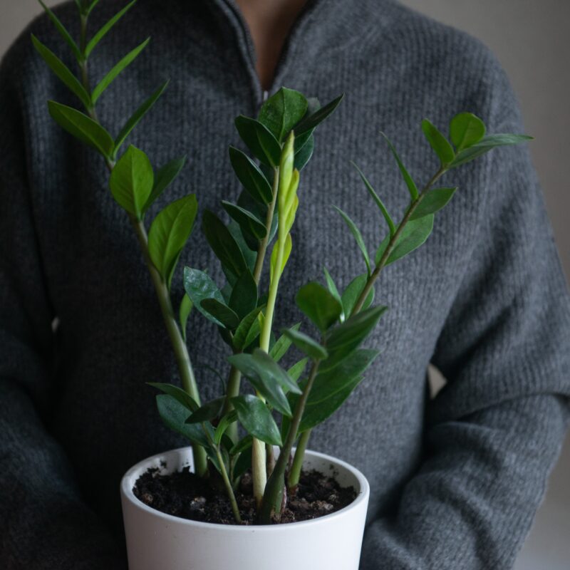 Creating a Cozy Winter Garden Room: Your Ultimate DIY Guide 21 person wearing grey sweater holding plant zamiocul 2023 11 27 04 49 25 utc