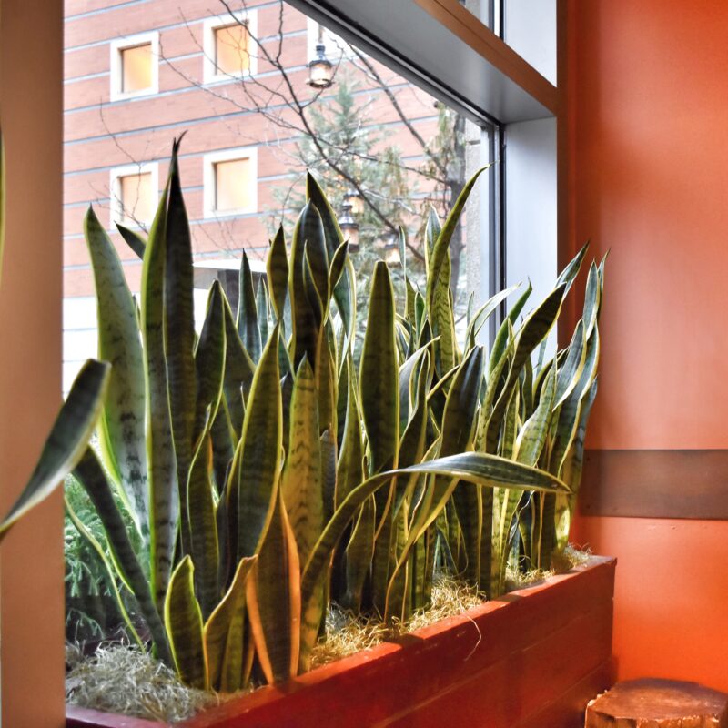 Creating a Cozy Winter Garden Room: Your Ultimate DIY Guide 20 snake plant sansevieria in planter on window sill 2023 11 27 04 59 09 utc