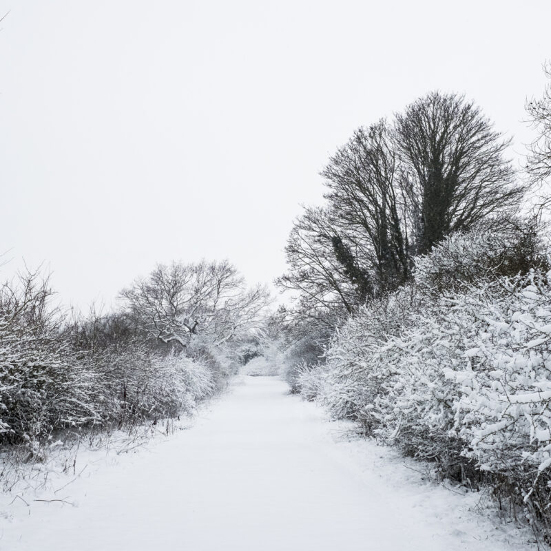 view along a rural road lined with snow covered tr 2023 11 27 05 02 14 utc