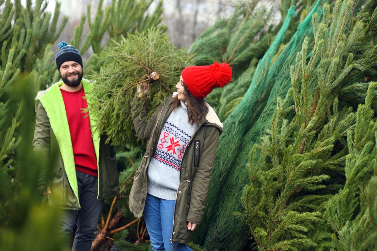young man and woman choose a christmas tree in a c 2023 11 27 05 04 01 utc