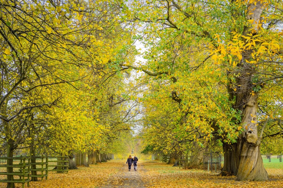 Best Autumn Walks & Nature Spots in Ireland 1 a behind view of two people walking in the park in 2024 12 02 08 01 26 utc
